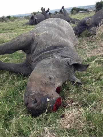 hunted for his toenails (horn)