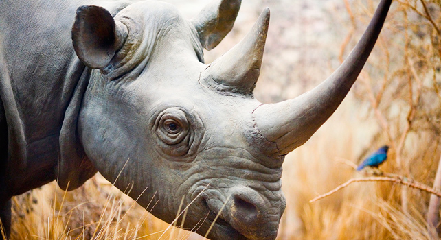 Majestic, gentle, strong Rhinocerous